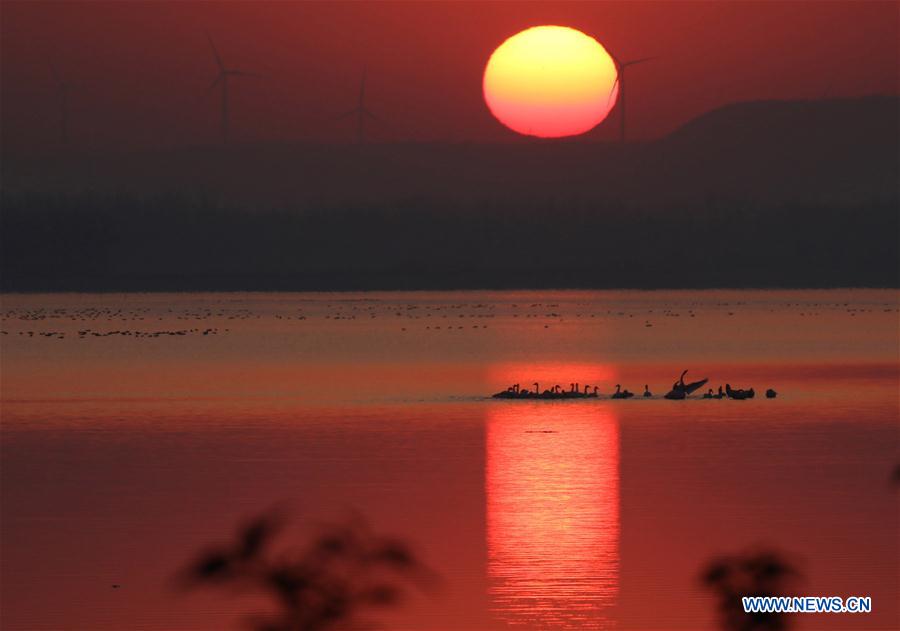 Swans are seen on the Mao'er Lake in Xuyi County of Huai'an, east China's Jiangsu Province, Nov. 29, 2015.  