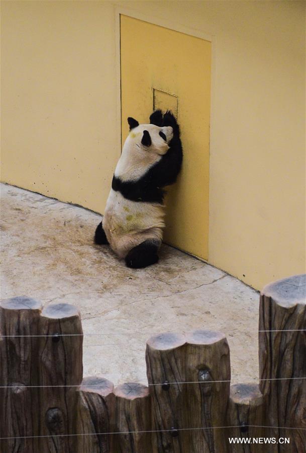 Two giant pandas Jia Jia and Meng Meng settled into the breeding base in June 2015 and will stay for three years for both public viewing and scientific research, where there is the farthest north a panda has resided for a long period in China, a region usually avoided due to its cold winters, with the species preferring warmer habitats in southwest China's Sichuan Province.