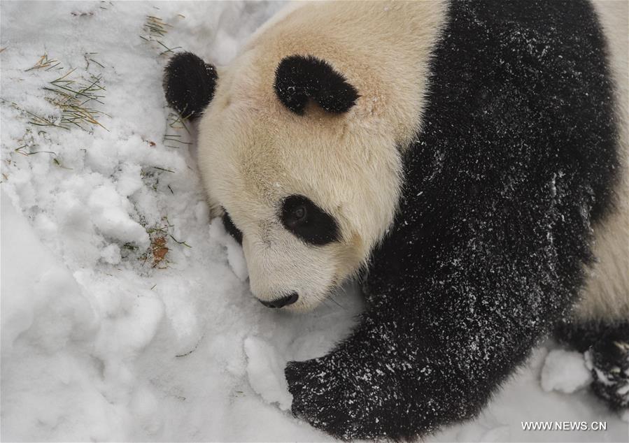 Two giant pandas Jia Jia and Meng Meng settled into the breeding base in June 2015 and will stay for three years for both public viewing and scientific research, where there is the farthest north a panda has resided for a long period in China, a region usually avoided due to its cold winters, with the species preferring warmer habitats in southwest China's Sichuan Province.