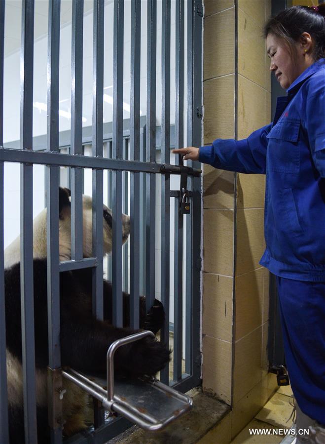 Two giant pandas Jia Jia and Meng Meng settled into the breeding base in June 2015 and will stay for three years for both public viewing and scientific research, where there is the farthest north a panda has resided for a long period in China, a region usually avoided due to its cold winters, with the species preferring warmer habitats in southwest China's Sichuan Province.