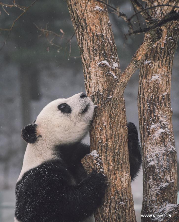 Two giant pandas Jia Jia and Meng Meng settled into the breeding base in June 2015 and will stay for three years for both public viewing and scientific research, where there is the farthest north a panda has resided for a long period in China, a region usually avoided due to its cold winters, with the species preferring warmer habitats in southwest China's Sichuan Province.