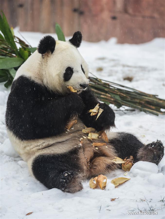 Two giant pandas Jia Jia and Meng Meng settled into the breeding base in June 2015 and will stay for three years for both public viewing and scientific research, where there is the farthest north a panda has resided for a long period in China, a region usually avoided due to its cold winters, with the species preferring warmer habitats in southwest China's Sichuan Province.