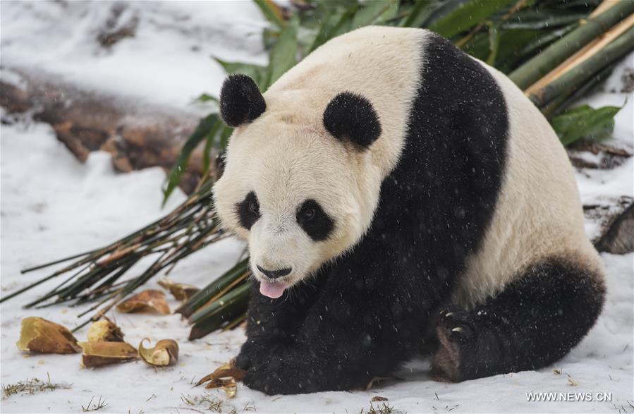 Two giant pandas Jia Jia and Meng Meng settled into the breeding base in June 2015 and will stay for three years for both public viewing and scientific research, where there is the farthest north a panda has resided for a long period in China, a region usually avoided due to its cold winters, with the species preferring warmer habitats in southwest China's Sichuan Province.