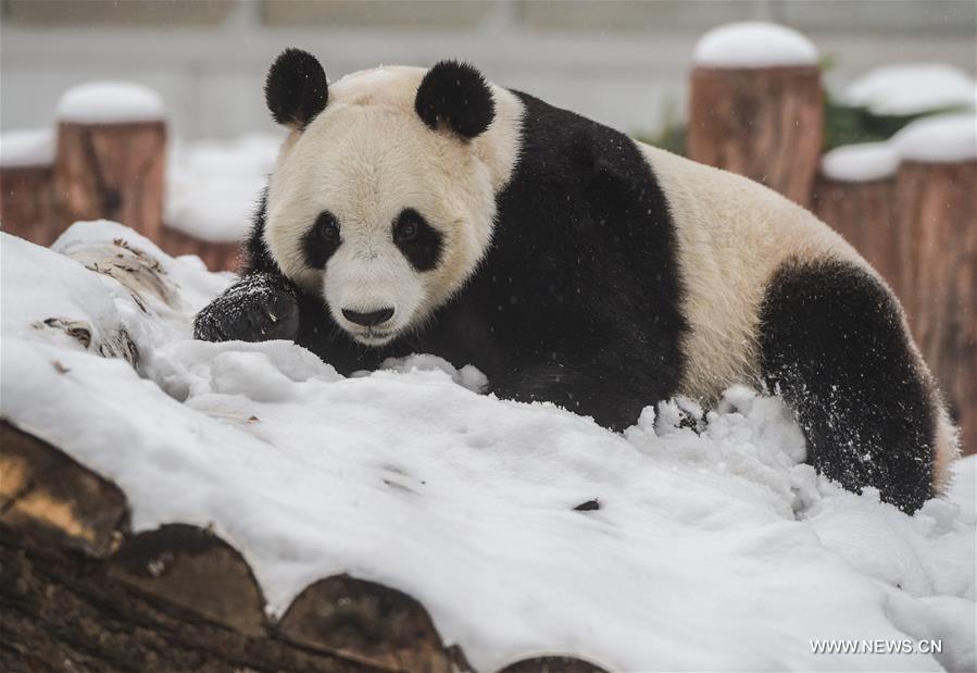 Two giant pandas Jia Jia and Meng Meng settled into the breeding base in June 2015 and will stay for three years for both public viewing and scientific research, where there is the farthest north a panda has resided for a long period in China, a region usually avoided due to its cold winters, with the species preferring warmer habitats in southwest China's Sichuan Province.