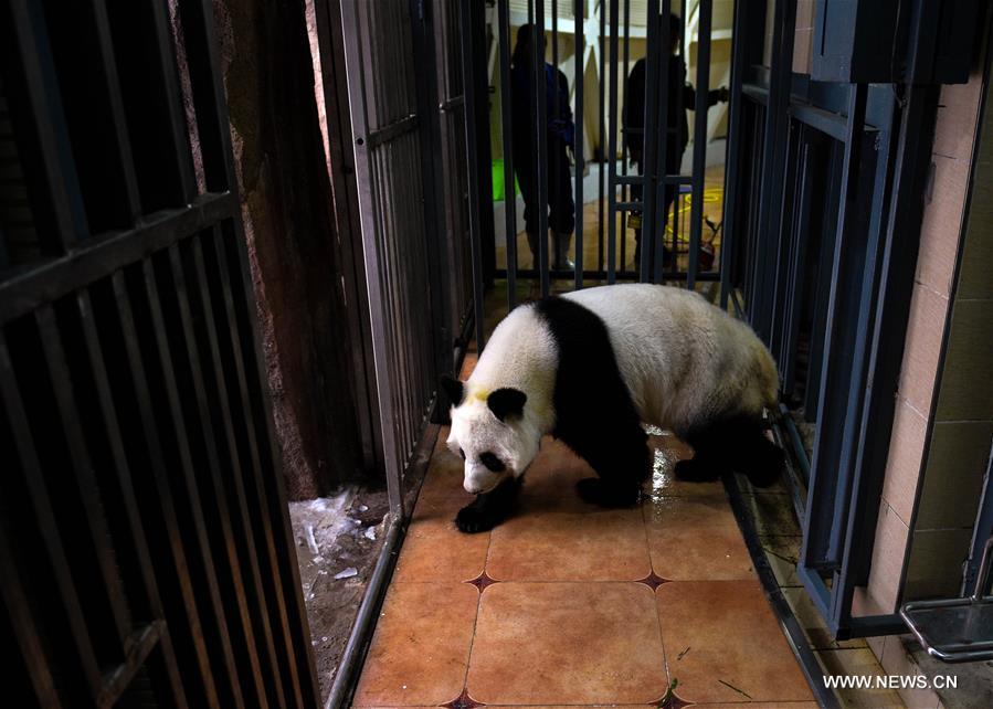 Two giant pandas Jia Jia and Meng Meng settled into the breeding base in June 2015 and will stay for three years for both public viewing and scientific research, where there is the farthest north a panda has resided for a long period in China, a region usually avoided due to its cold winters, with the species preferring warmer habitats in southwest China's Sichuan Province.