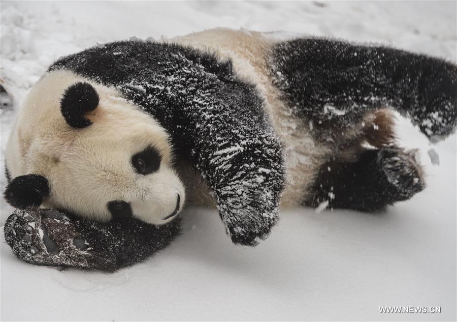 Two giant pandas Jia Jia and Meng Meng settled into the breeding base in June 2015 and will stay for three years for both public viewing and scientific research, where there is the farthest north a panda has resided for a long period in China, a region usually avoided due to its cold winters, with the species preferring warmer habitats in southwest China's Sichuan Province.