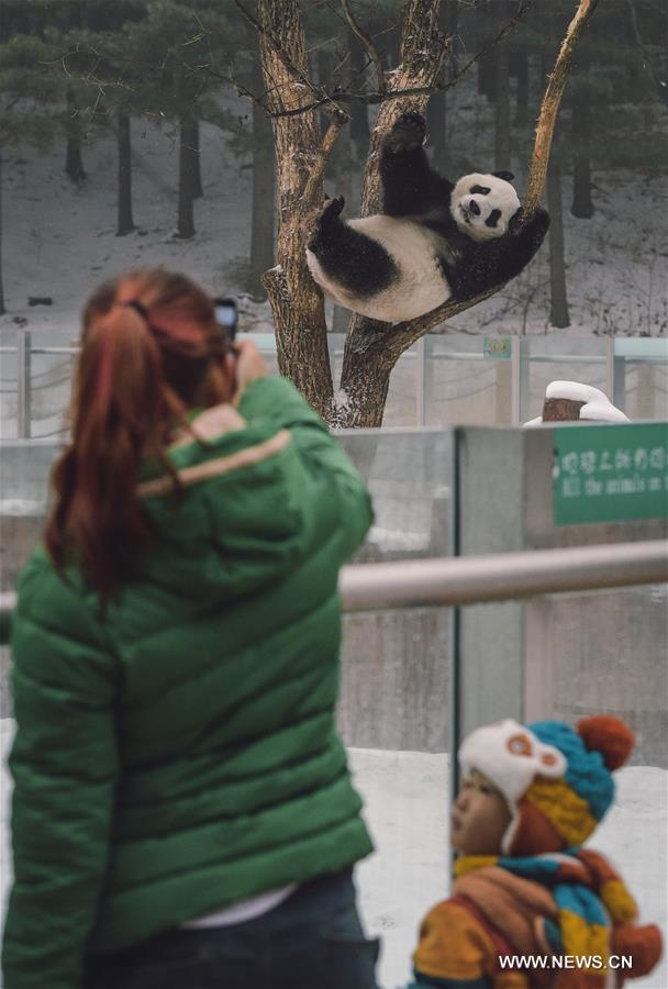 Two giant pandas Jia Jia and Meng Meng settled into the breeding base in June 2015 and will stay for three years for both public viewing and scientific research, where there is the farthest north a panda has resided for a long period in China, a region usually avoided due to its cold winters, with the species preferring warmer habitats in southwest China's Sichuan Province.