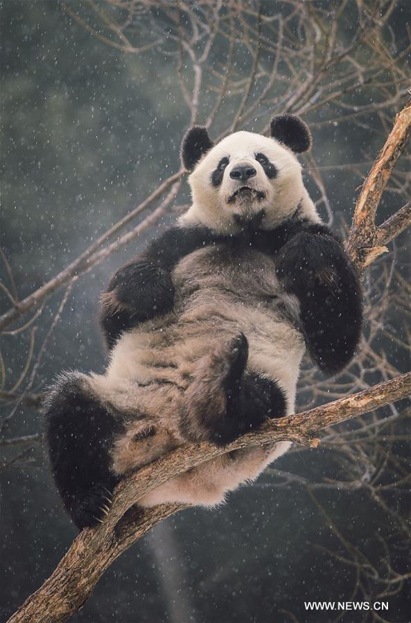 Two giant pandas Jia Jia and Meng Meng settled into the breeding base in June 2015 and will stay for three years for both public viewing and scientific research, where there is the farthest north a panda has resided for a long period in China, a region usually avoided due to its cold winters, with the species preferring warmer habitats in southwest China's Sichuan Province.