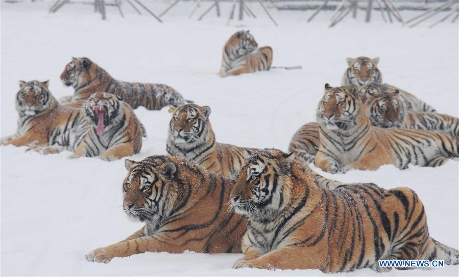 Siberian tigers take rest at the Siberian tiger zoo in Hailin, northeast China's Heilongjiang Province, Dec. 10, 2015.