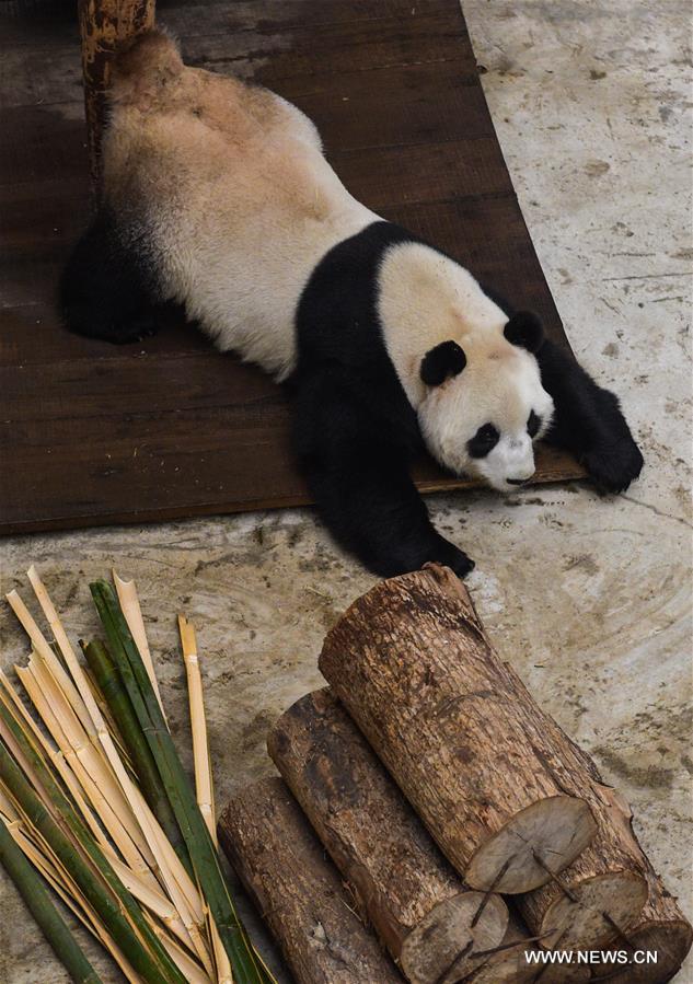 Two giant pandas Jia Jia and Meng Meng settled into the breeding base in June 2015 and will stay for three years for both public viewing and scientific research, where there is the farthest north a panda has resided for a long period in China, a region usually avoided due to its cold winters, with the species preferring warmer habitats in southwest China's Sichuan Province.