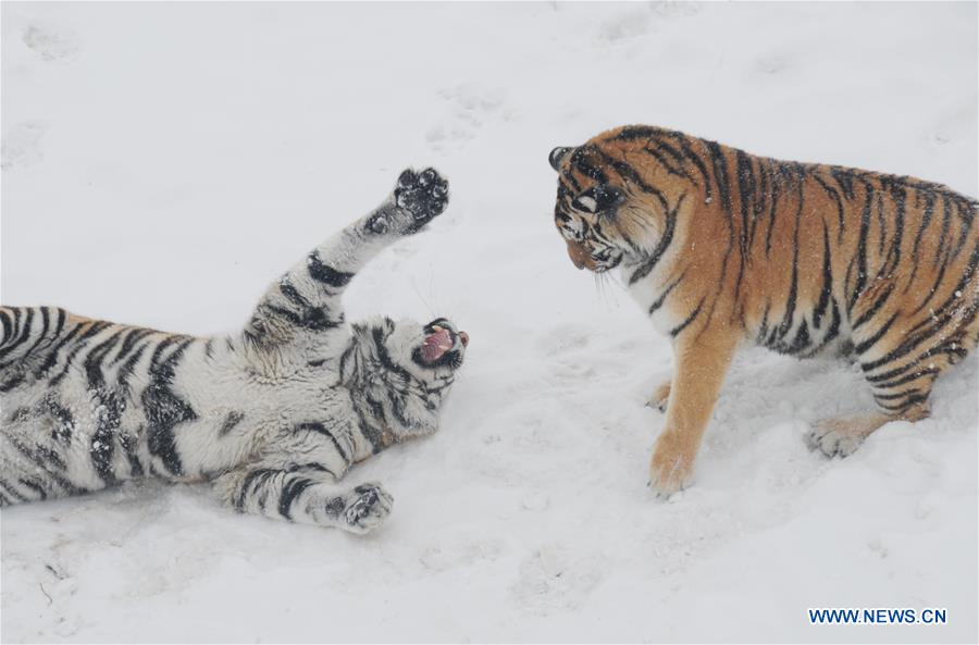 Siberian tigers are seen at the Siberian tiger zoo in Hailin, northeast China's Heilongjiang Province, Dec. 10, 2015. 