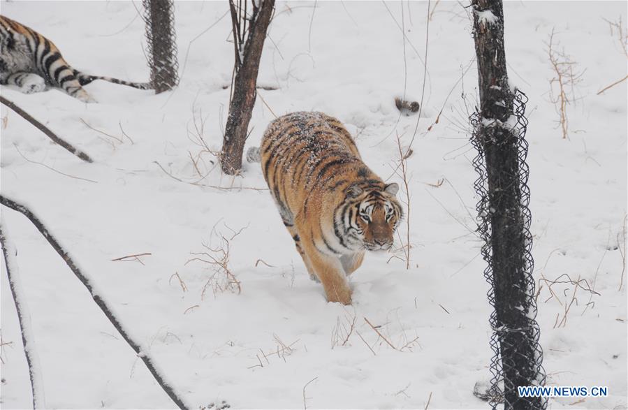 Siberian tigers are seen at the Siberian tiger zoo in Hailin, northeast China's Heilongjiang Province, Dec. 10, 2015. 