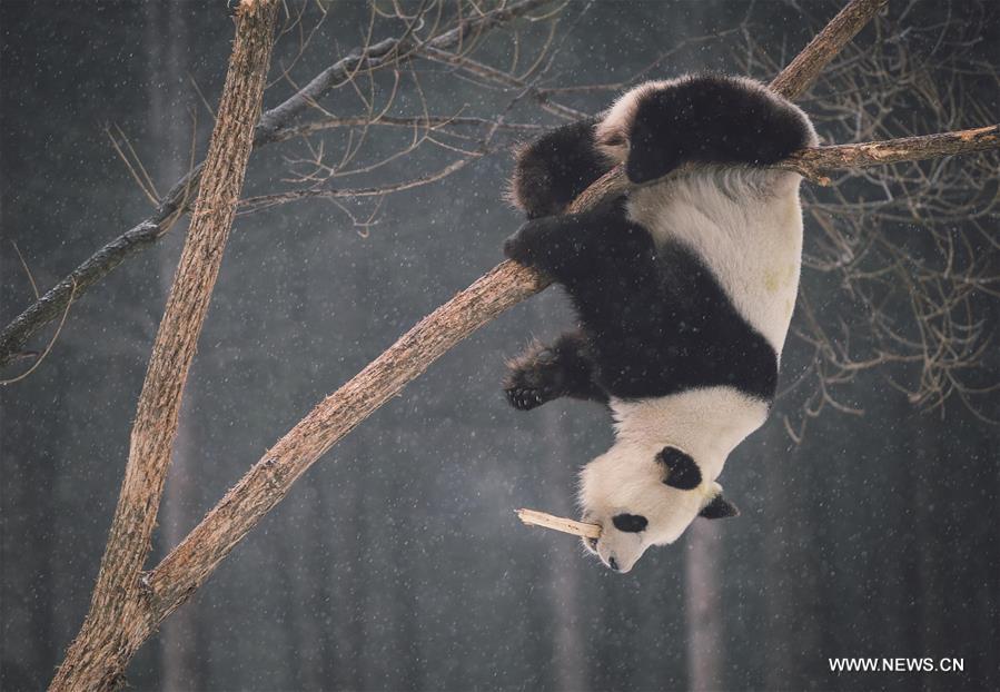 Two giant pandas Jia Jia and Meng Meng settled into the breeding base in June 2015 and will stay for three years for both public viewing and scientific research, where there is the farthest north a panda has resided for a long period in China, a region usually avoided due to its cold winters, with the species preferring warmer habitats in southwest China's Sichuan Province.