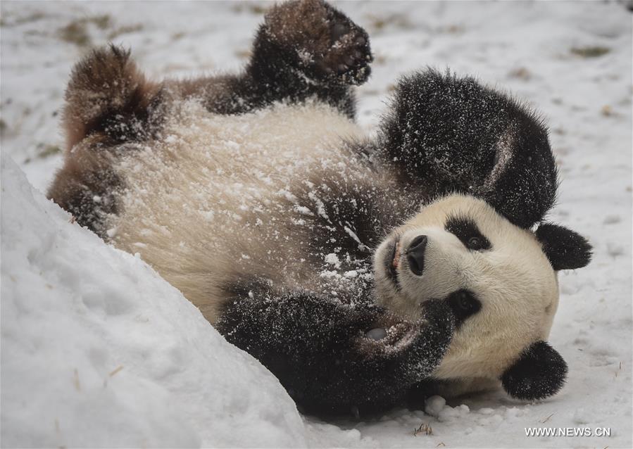 Two giant pandas Jia Jia and Meng Meng settled into the breeding base in June 2015 and will stay for three years for both public viewing and scientific research, where there is the farthest north a panda has resided for a long period in China, a region usually avoided due to its cold winters, with the species preferring warmer habitats in southwest China's Sichuan Province.