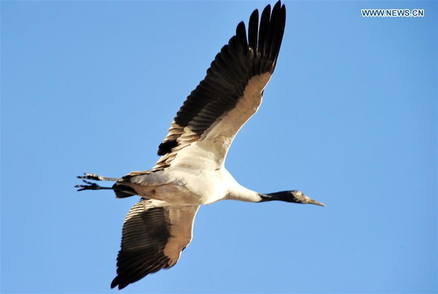 CHINA-TIBET-BLACK-NECKED CRANE (CN)