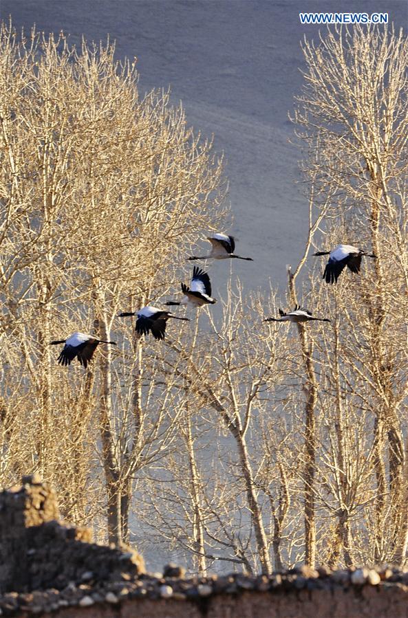 CHINA-TIBET-BLACK-NECKED CRANE (CN)