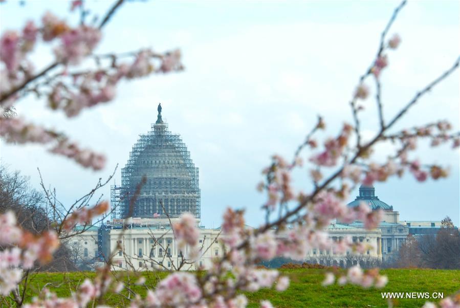 U.S.-WASHINGTON D.C.-WINTER-SPRING SCENERY