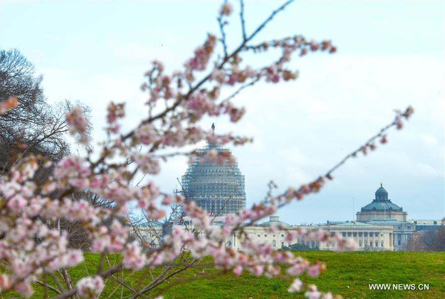 U.S.-WASHINGTON D.C.-WINTER-SPRING SCENERY