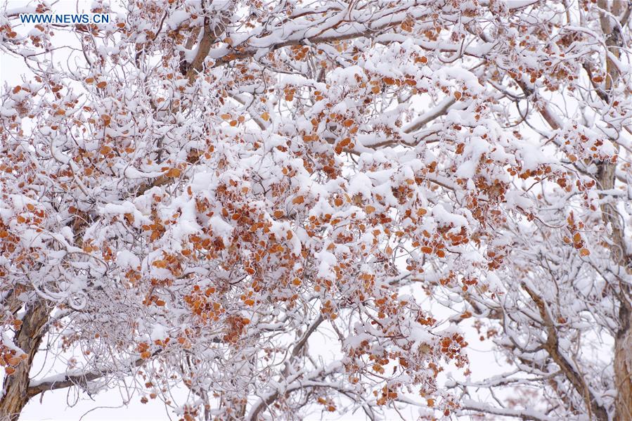 #CHINA-XINJIANG-RIME SCENERY (CN)