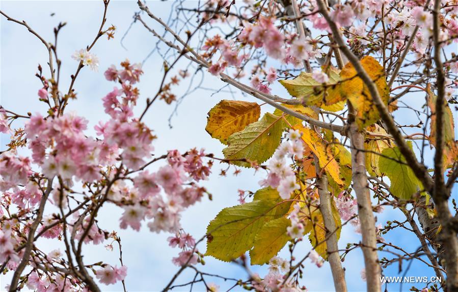 U.S.-WASHINGTON D.C.-WINTER-SPRING SCENERY