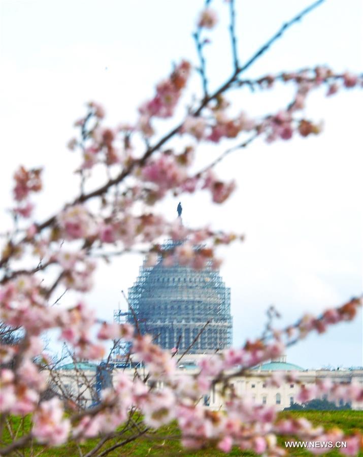 U.S.-WASHINGTON D.C.-WINTER-SPRING SCENERY