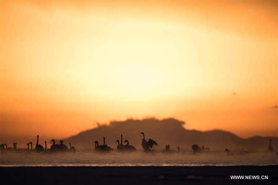 CHINA-QINGHAI-SWANS(CN)