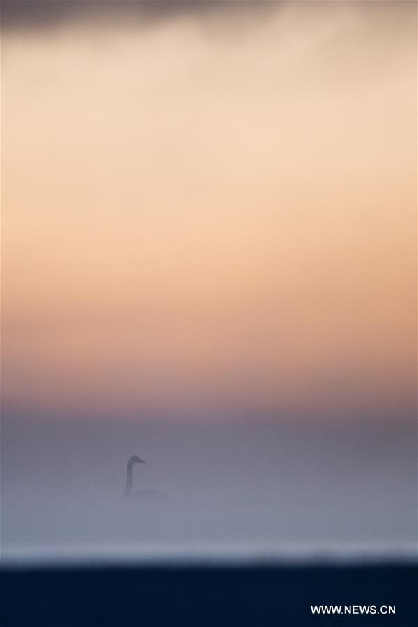 CHINA-QINGHAI-SWANS(CN)