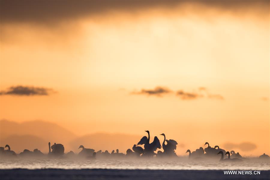 CHINA-QINGHAI-SWANS(CN)