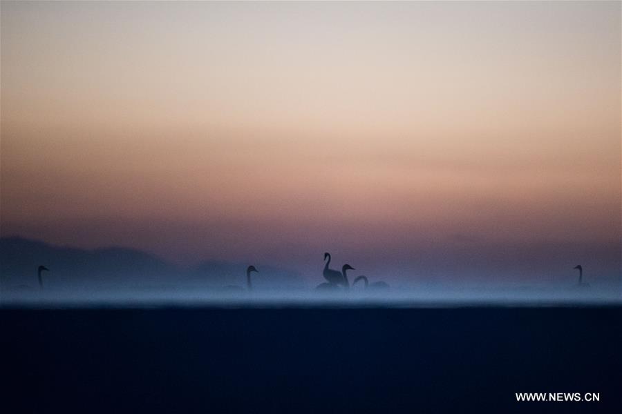 CHINA-QINGHAI-SWANS(CN)