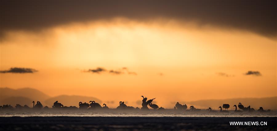 CHINA-QINGHAI-SWANS(CN)