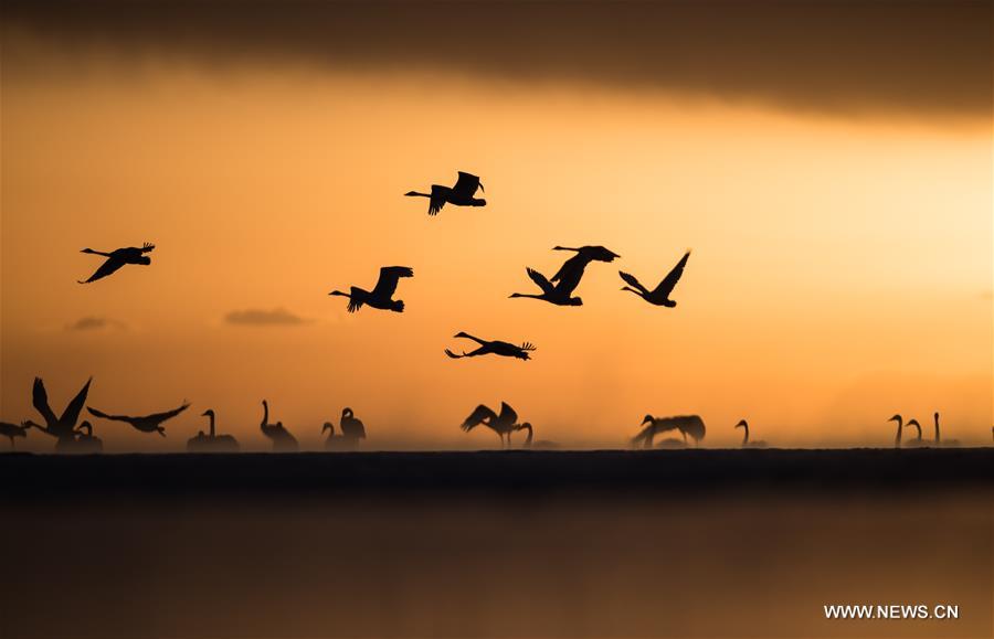 CHINA-QINGHAI-SWANS(CN)