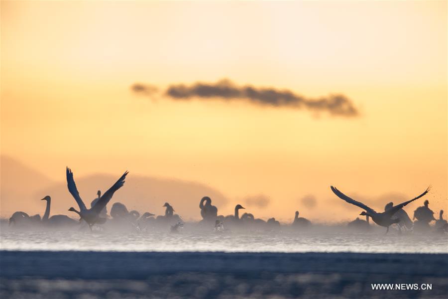 CHINA-QINGHAI-SWANS(CN)