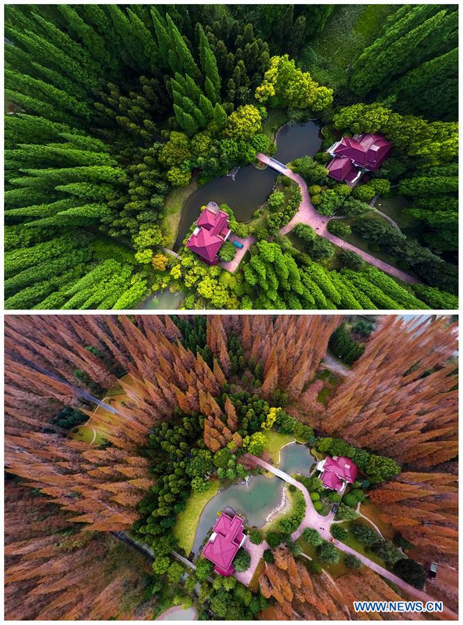 A combined aerial photo shows the different scenery of Chongming resort on May 3 (upper) and Dec. 9 (lower) in Shanghai, east China. 