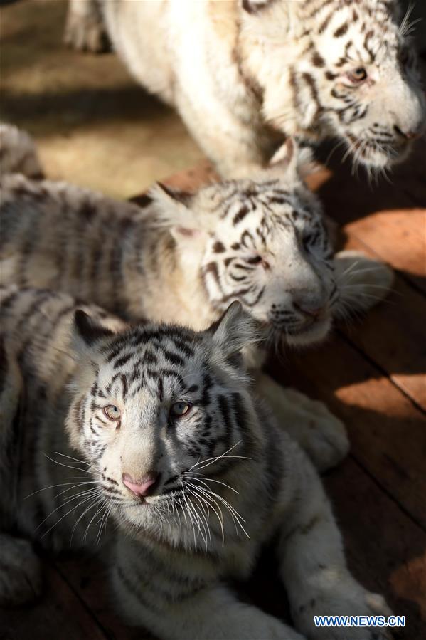 White tiger cubs are seen at the Yunnan Wild Animal Park in Kunming, capital of southwest China's Yunnan Province, Dec. 24, 2015.