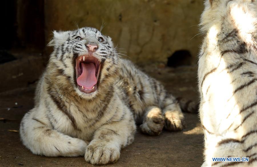 White tiger cubs are seen at the Yunnan Wild Animal Park in Kunming, capital of southwest China's Yunnan Province, Dec. 24, 2015. 