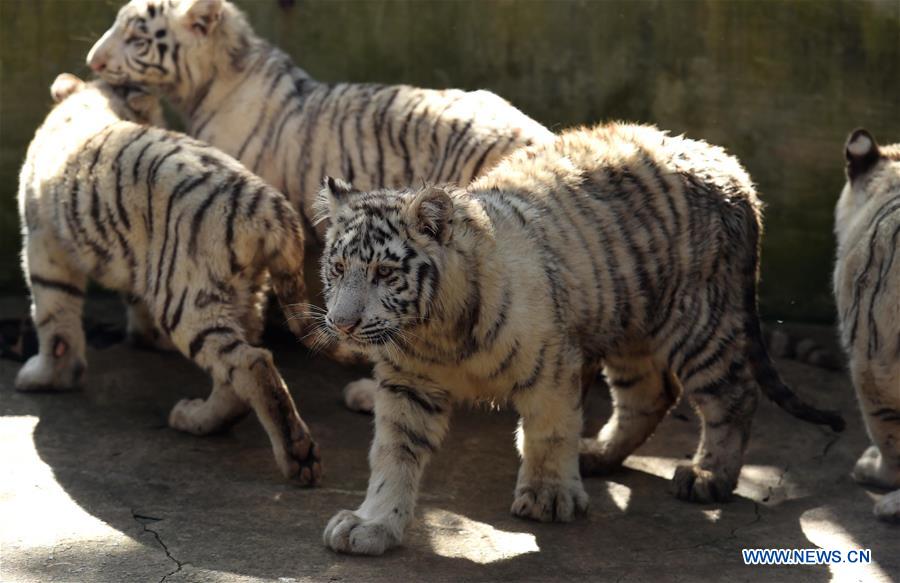 White tiger cubs are seen at the Yunnan Wild Animal Park in Kunming, capital of southwest China's Yunnan Province, Dec. 24, 2015. 