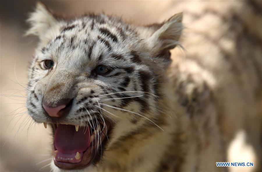 A white tiger cub is seen at the Yunnan Wild Animal Park in Kunming, capital of southwest China's Yunnan Province, Dec. 24, 2015. 