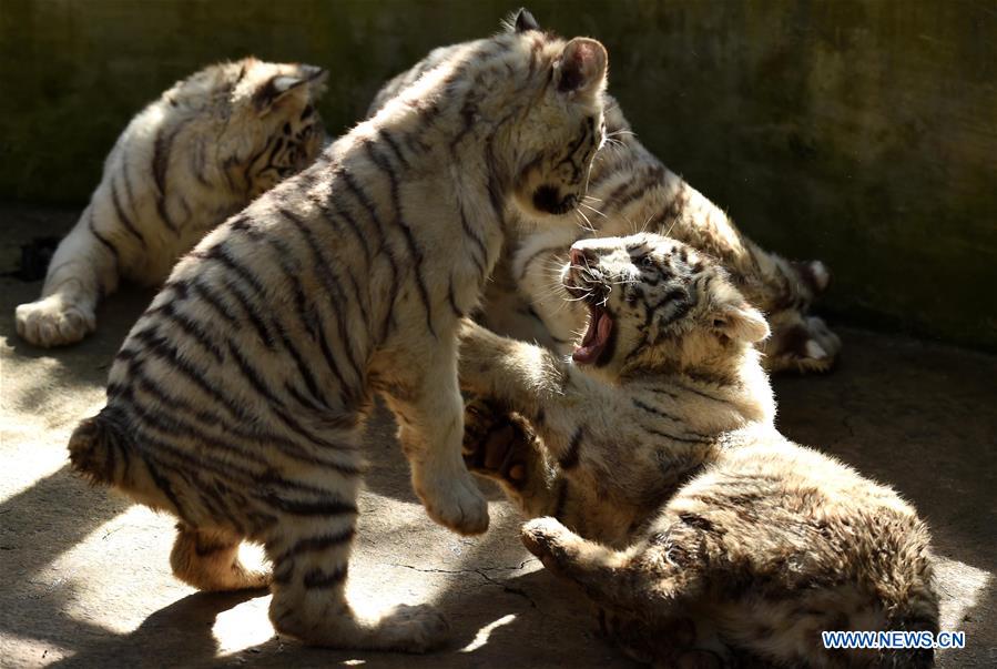 White tiger cubs are seen at the Yunnan Wild Animal Park in Kunming, capital of southwest China's Yunnan Province, Dec. 24, 2015. 