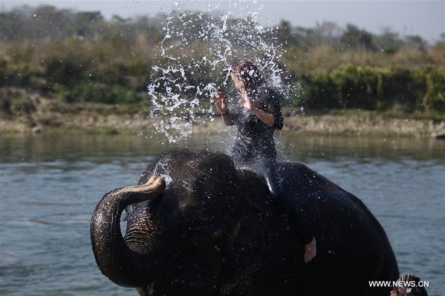 NEPAL-CHITWAN-SAURAHA-ELEPHANT-BATH