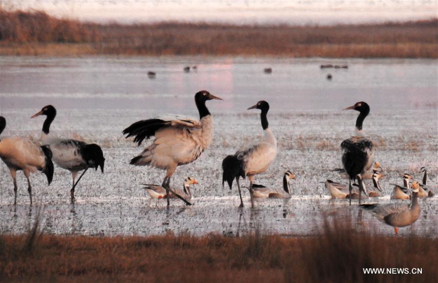 #CHINA-GUIZHOU-CAOHAI RESERVE-MIGRATORY BIRDS (CN)