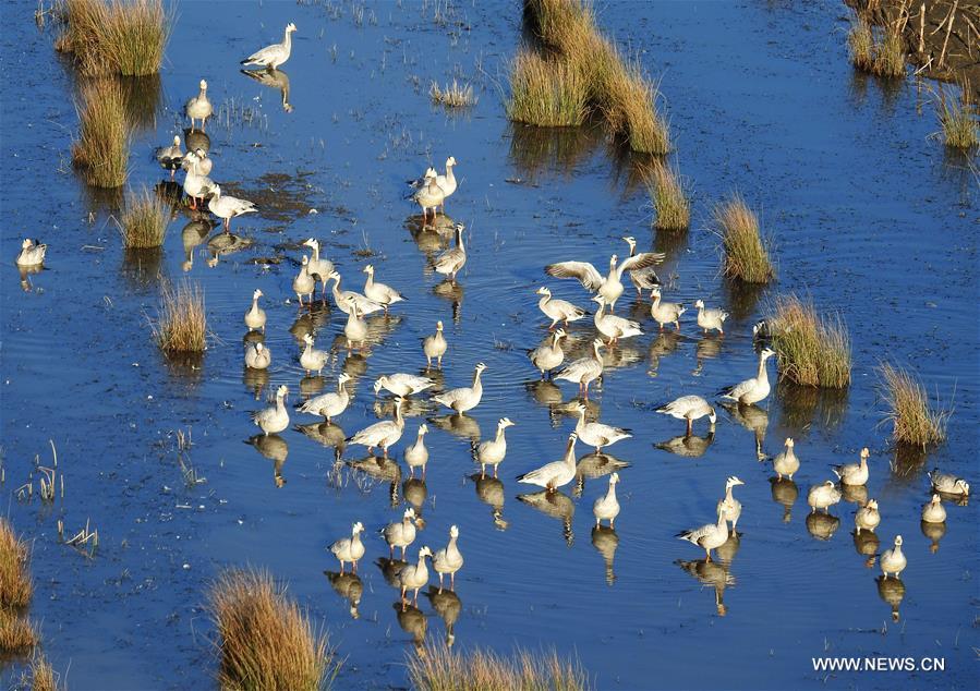 #CHINA-GUIZHOU-CAOHAI RESERVE-MIGRATORY BIRDS (CN)