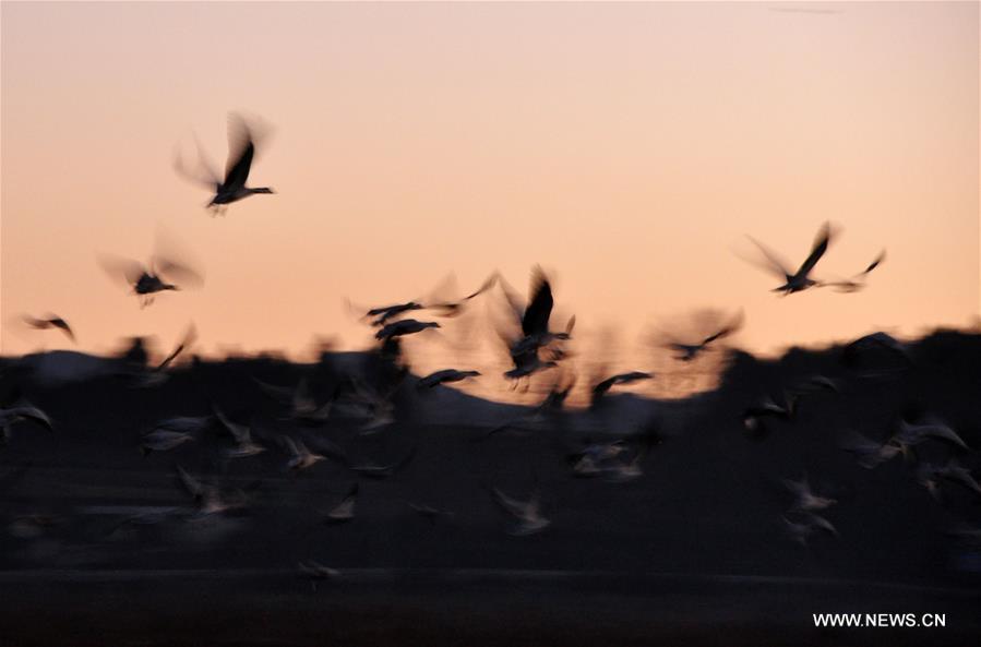 #CHINA-GUIZHOU-CAOHAI RESERVE-MIGRATORY BIRDS (CN)