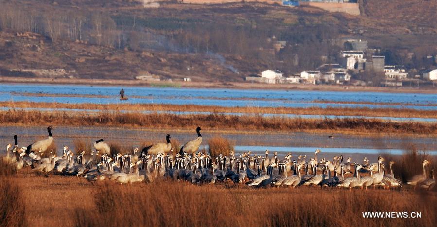 #CHINA-GUIZHOU-CAOHAI RESERVE-MIGRATORY BIRDS (CN)