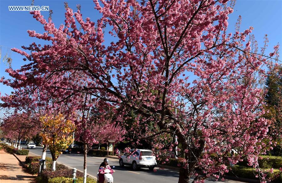 CHINA-KUNMING-CHERRY BLOSSOMS(CN)