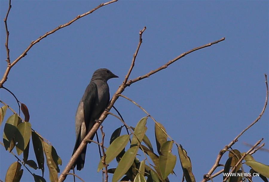 MYANMAR-YANGON-WILDLIFE PARK