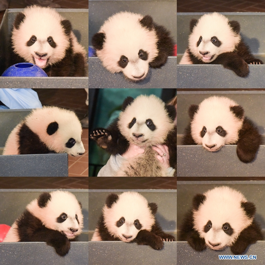 Combination photo shows 4-month-old Panda 'Bei Bei' of U.S. National Zoological Park meeting media after receiving a physical examination inWashington D.C., the United States, on Jan. 7, 2016. 