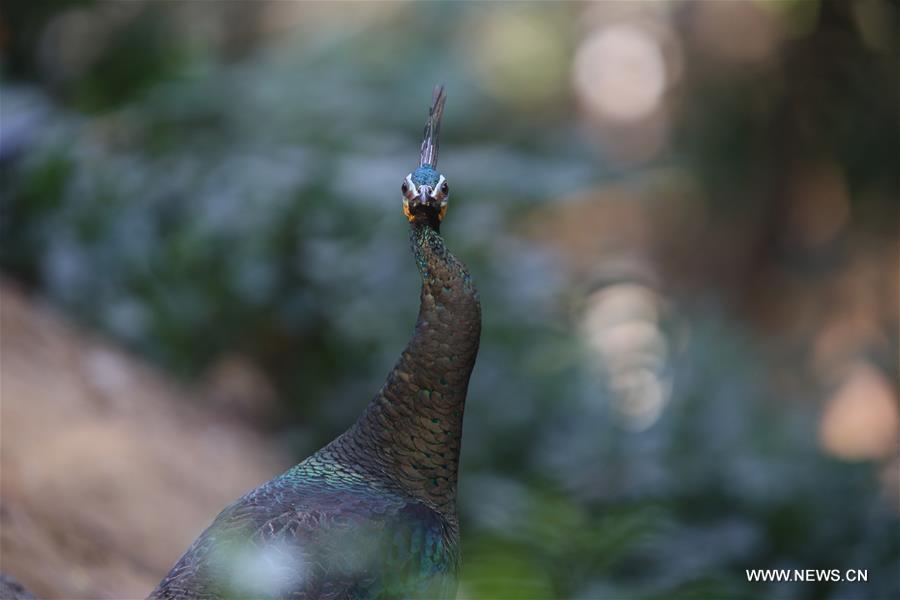 MYANMAR-YANGON-WILDLIFE PARK