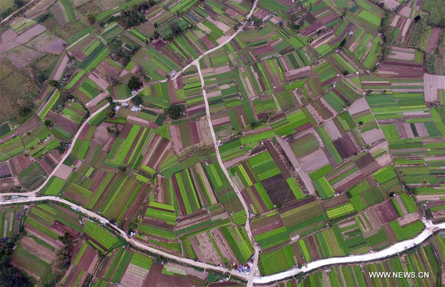 CHINA-HAINAN-VEGETABLE PLANTING (CN)