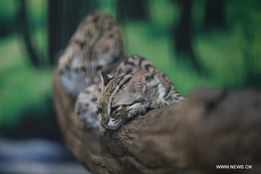 MYANMAR-YANGON-WILDLIFE PARK