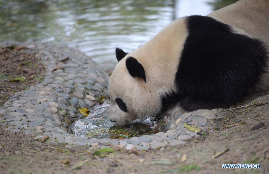 CHINA-CAPITVE GIANT PANDAS-NUMBER (CN)